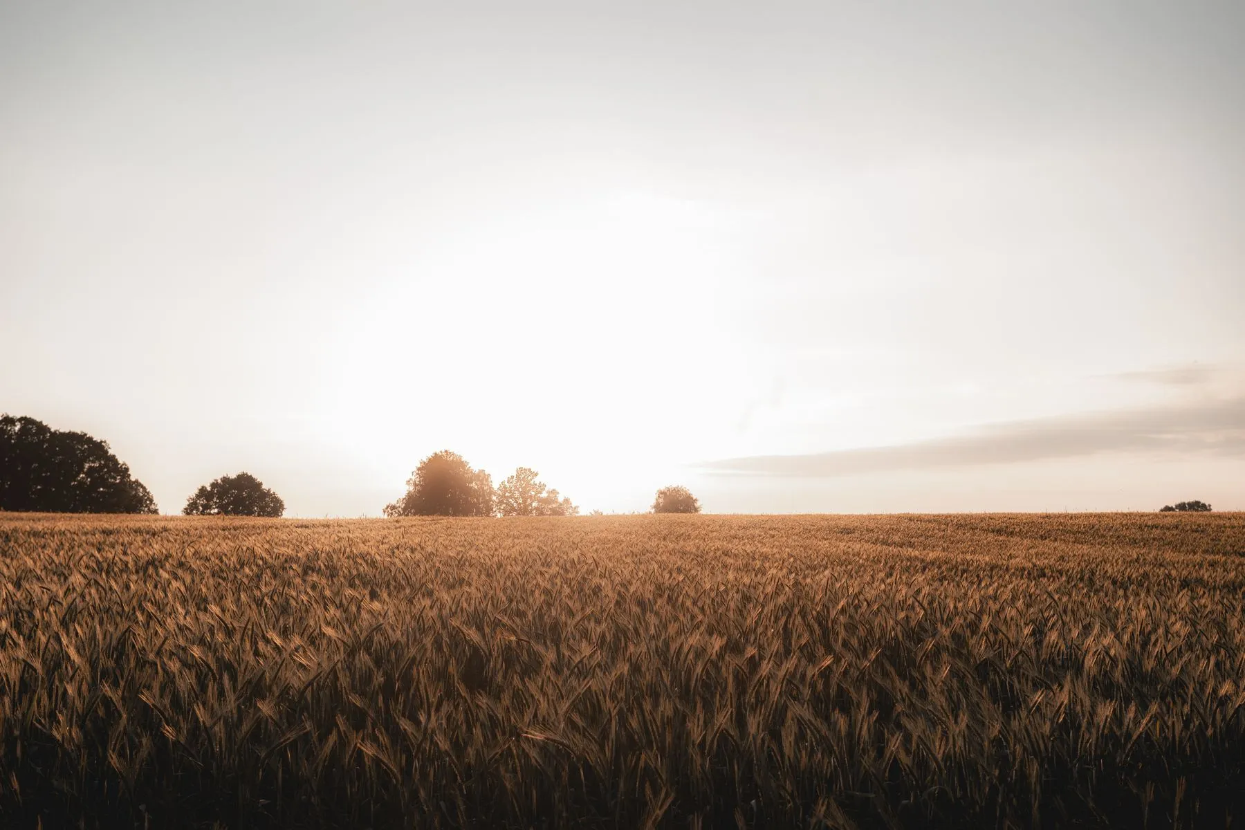 Field Notes