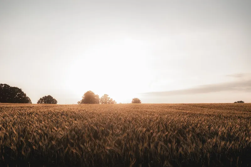 Field Notes